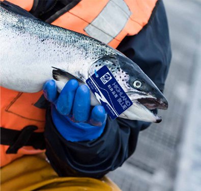 Atlantic Salmon: Why Wester Ross Salmon is the Best In Its Class - Maine Lobster Now
