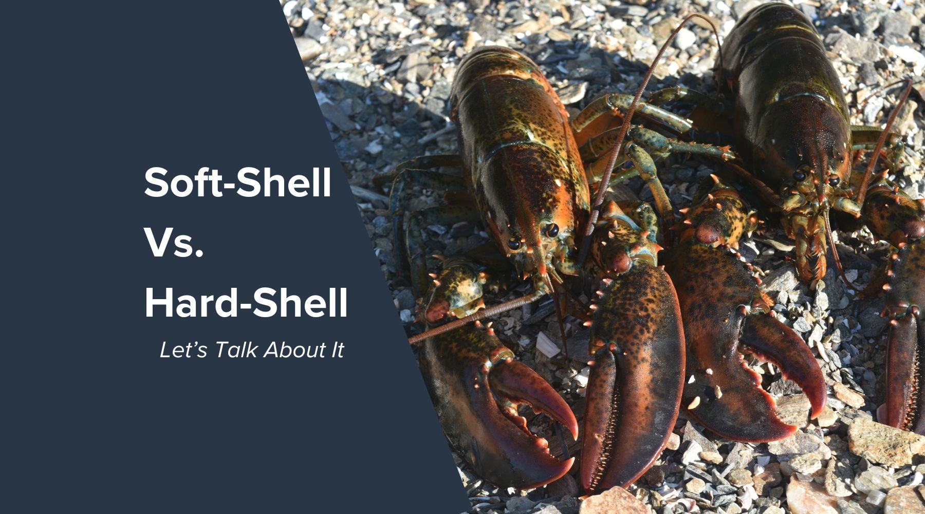Differences Between Hard Firm and Soft Shell Maine Lobsters