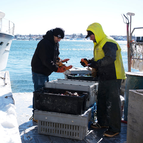 buying fresh lobsters off the boat