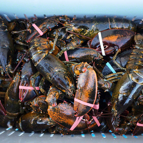 Fresh Live Maine Lobsters