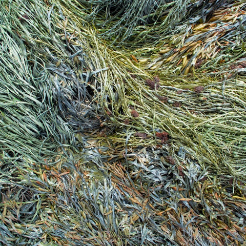 Seaweed - 1 lb - Maine Lobster Now