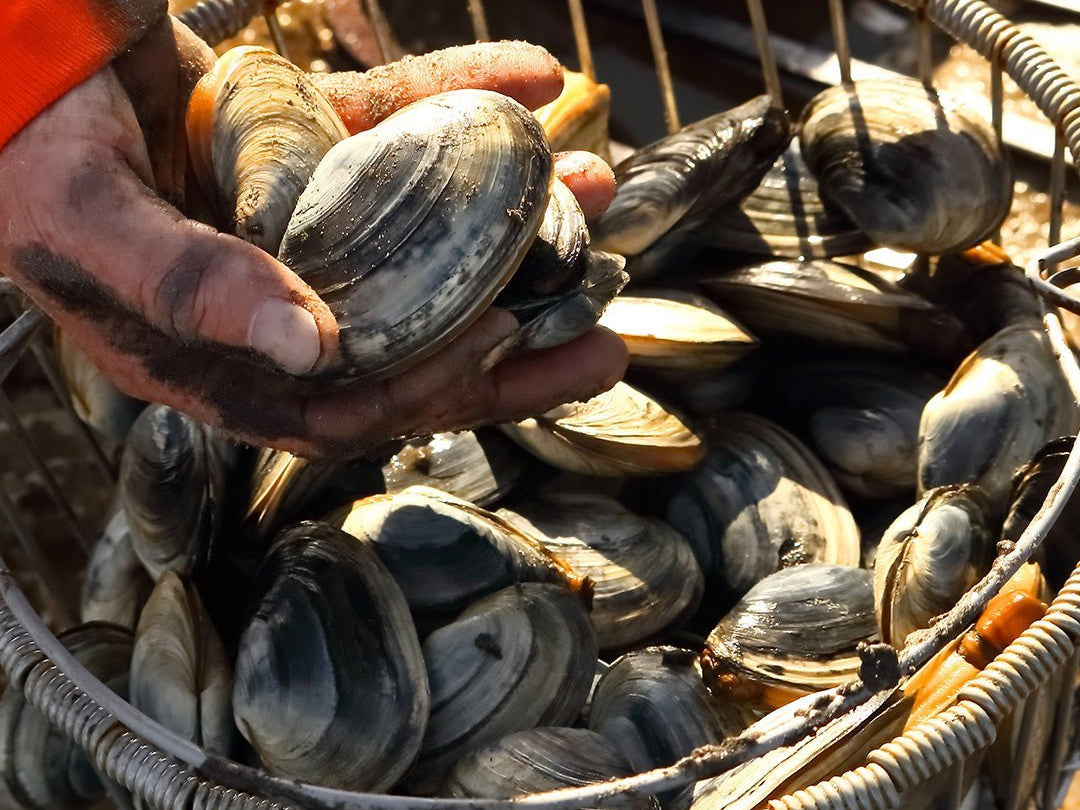 Pick Me Shellfish A Guide to Maine Clams – Types, Features, and Where to Find Them