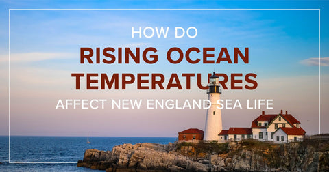 How Do Rising Ocean Temperatures Affect New England Sea Life? - Maine Lobster Now