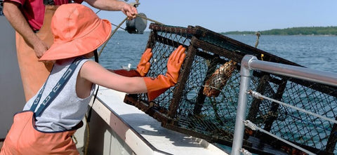How Does a Lobster Trap Work? - Maine Lobster Now