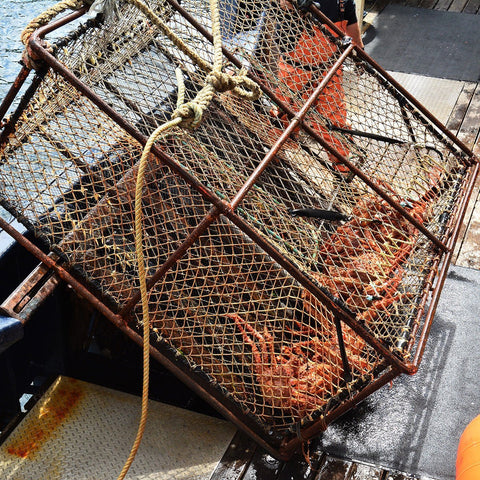 King Crab Price Per Pound 2024: Latest Market Price and Historical