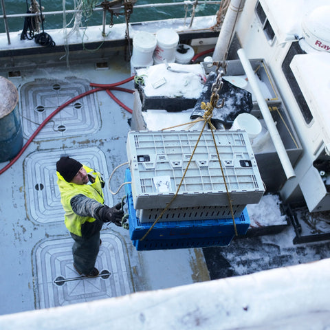 Maine Lobster Season: When to Enjoy the Freshest Lobster - Maine Lobster Now