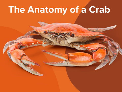 How to Crack and Eat Crab Legs – Maine Lobster Now