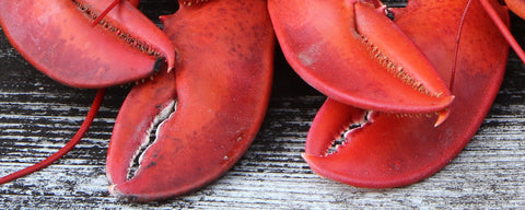 Jumbo lobster claws for sale