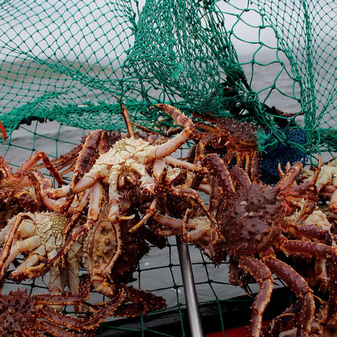 Red King Crab Merus and Shoulder Pieces - Prime Cut - 2 lbs.