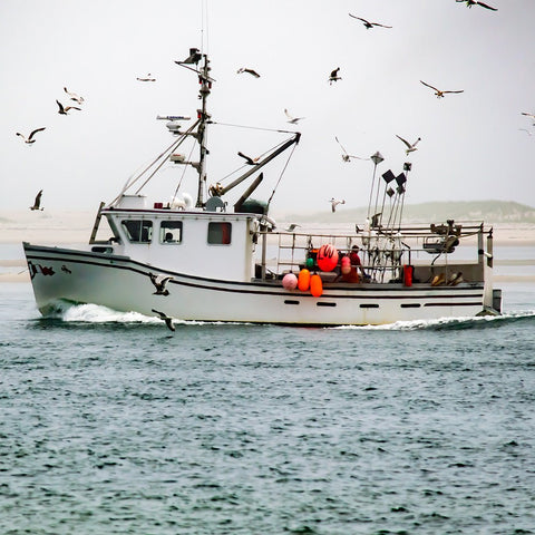 15 lb - 20 lb North Atlantic Live Lobster