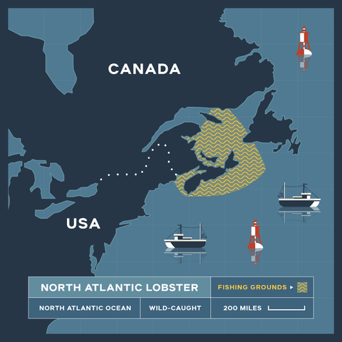 15 lb - 20 lb North Atlantic Live Lobster - Maine Lobster Now
