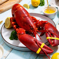 2.5 lb Live Maine Lobster - Maine Lobster Now
