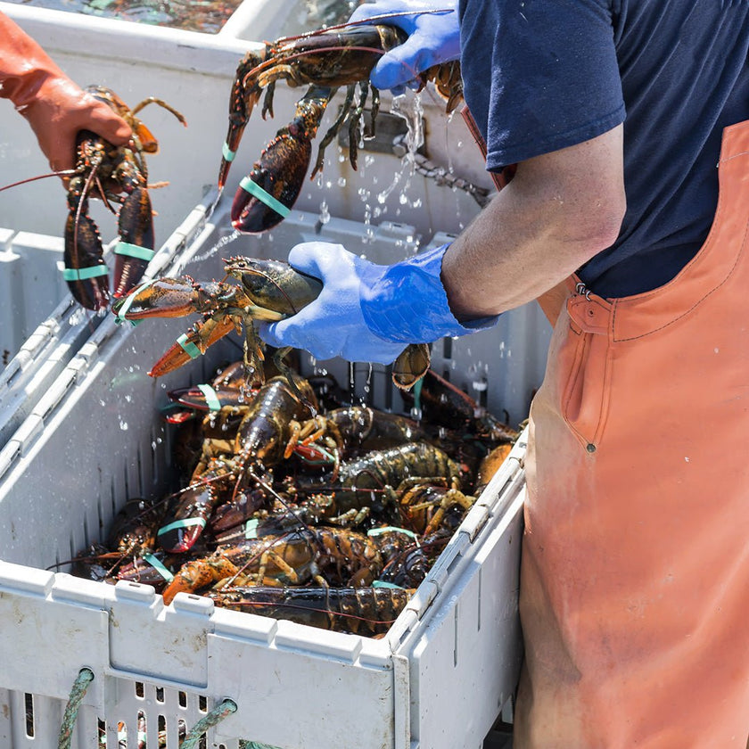 Buy 3 lb Live Maine Lobster - Fresh Seafood Delivered