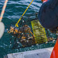 Alaskan Dungeness Crab Clusters - 3 lbs - Maine Lobster Now