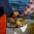 Dungeness Crab Meat - 1 lb. - Maine Lobster Now
