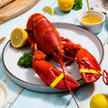 1.5 lb Live Maine Lobster - Maine Lobster Now