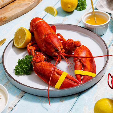 1 lb Live Maine Lobster - Maine Lobster Now