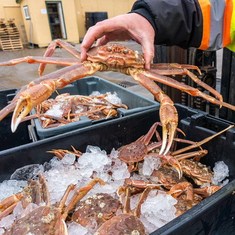 Giant Alaskan Bairdi Crab Legs - 2 x 12 oz - 14 oz Clusters - Maine Lobster Now