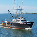 Giant Sea Scallops - U-8 - 1 lb (Diver Scallops) - Maine Lobster Now