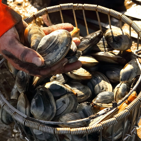 Gulf of Maine Steamer Clams - 1 lb. - Maine Lobster Now