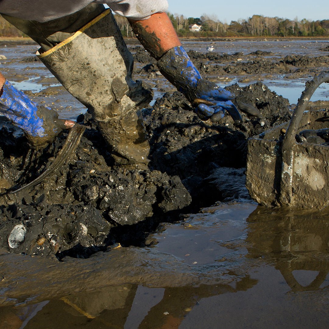 Fresh Steamer Clams Shipped Overnight From Maine Maine Lobster Now