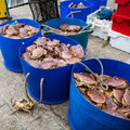 Jumbo Jonah Crab Cocktail Claws - 1 lb - Maine Lobster Now