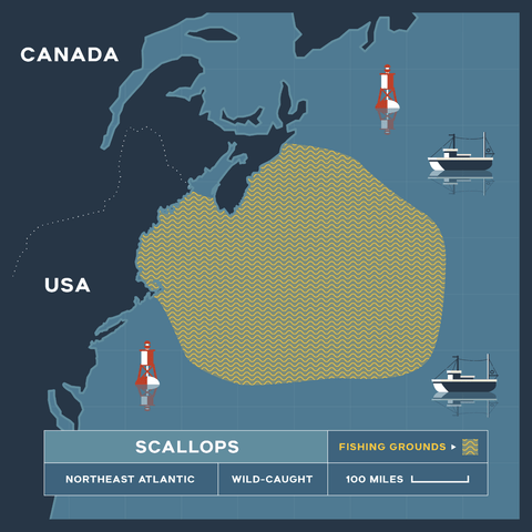 Jumbo Sea Scallops - U-10- 1 lb (Diver Scallops) - Maine Lobster Now
