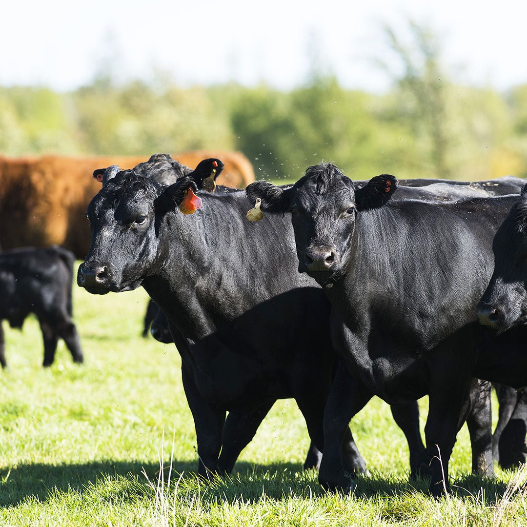 Buy Steak Online Kinnealey Meats® USDA Prime Black Angus Filet Mignon