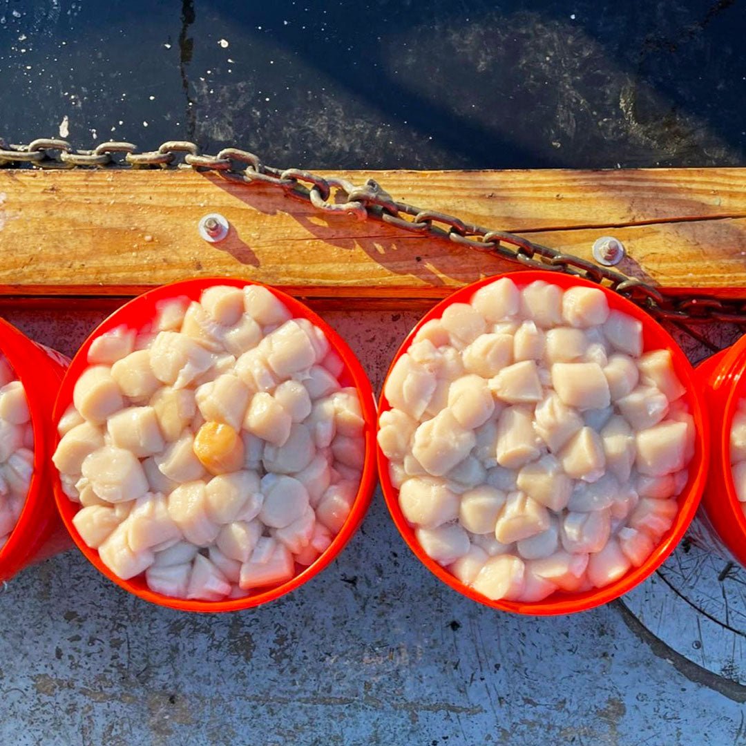 Frozen Maine Scallops For Sale | Wild-Caught, Free Overnight Shipping