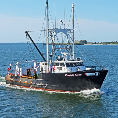 Large Sea Scallops - 10/20 - 1 lb - Maine Lobster Now