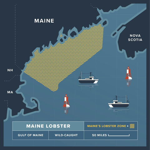 1.5 lb Live Maine Lobster - Maine Lobster Now