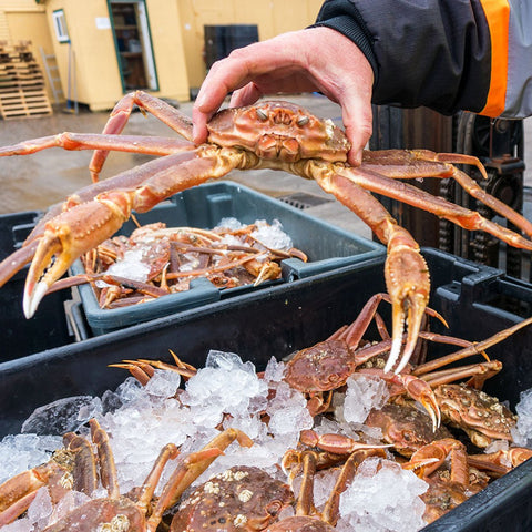 Snow Crab Cocktail Claws - 1 lbs - Maine Lobster Now