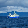 Wild-Caught Icelandic Cod Loin - 16-20 oz. - Maine Lobster Now