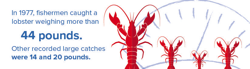 Lobster size facts