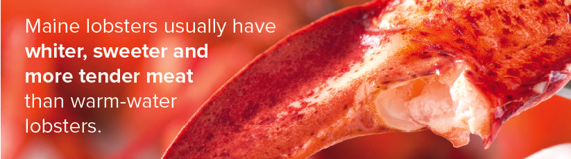Main lobster facts