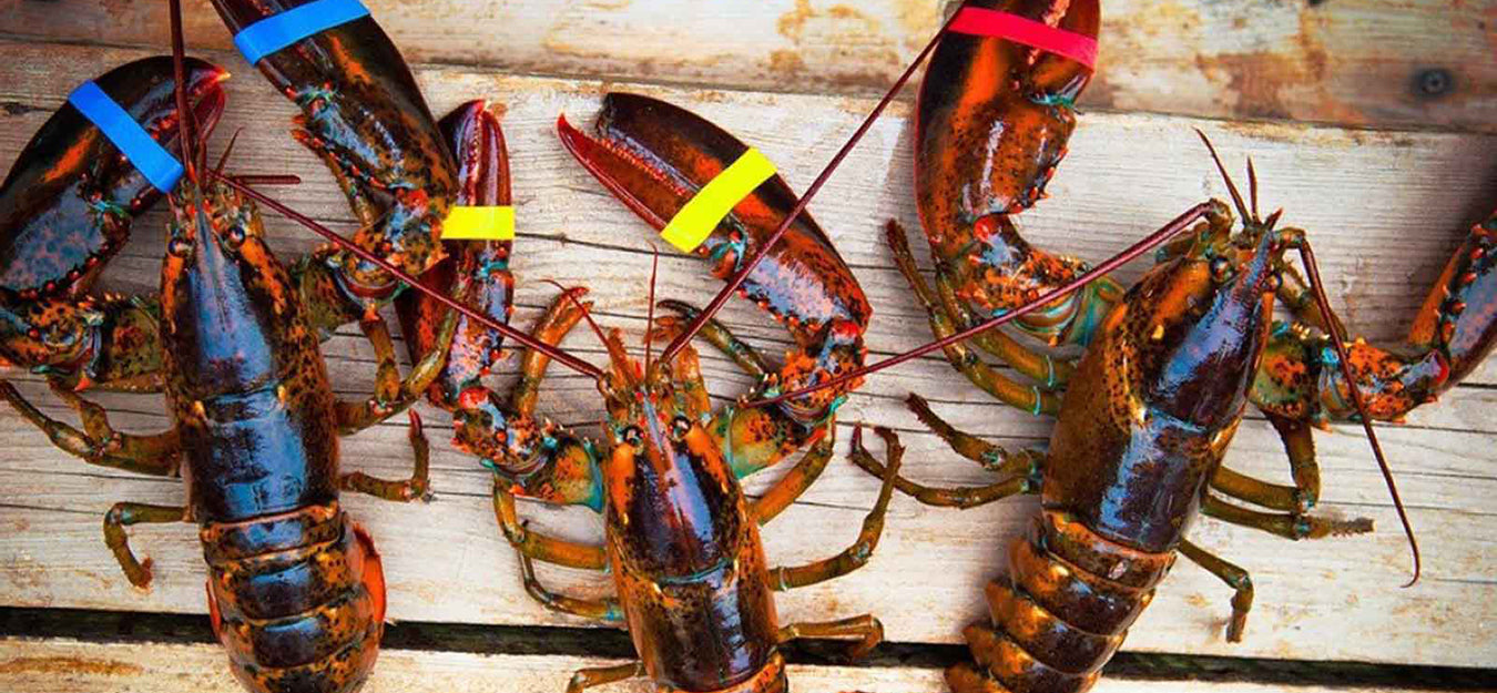 A Story Behind Every Lobster