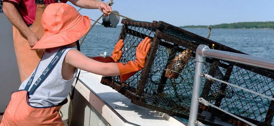 How Does a Lobster Trap Work?