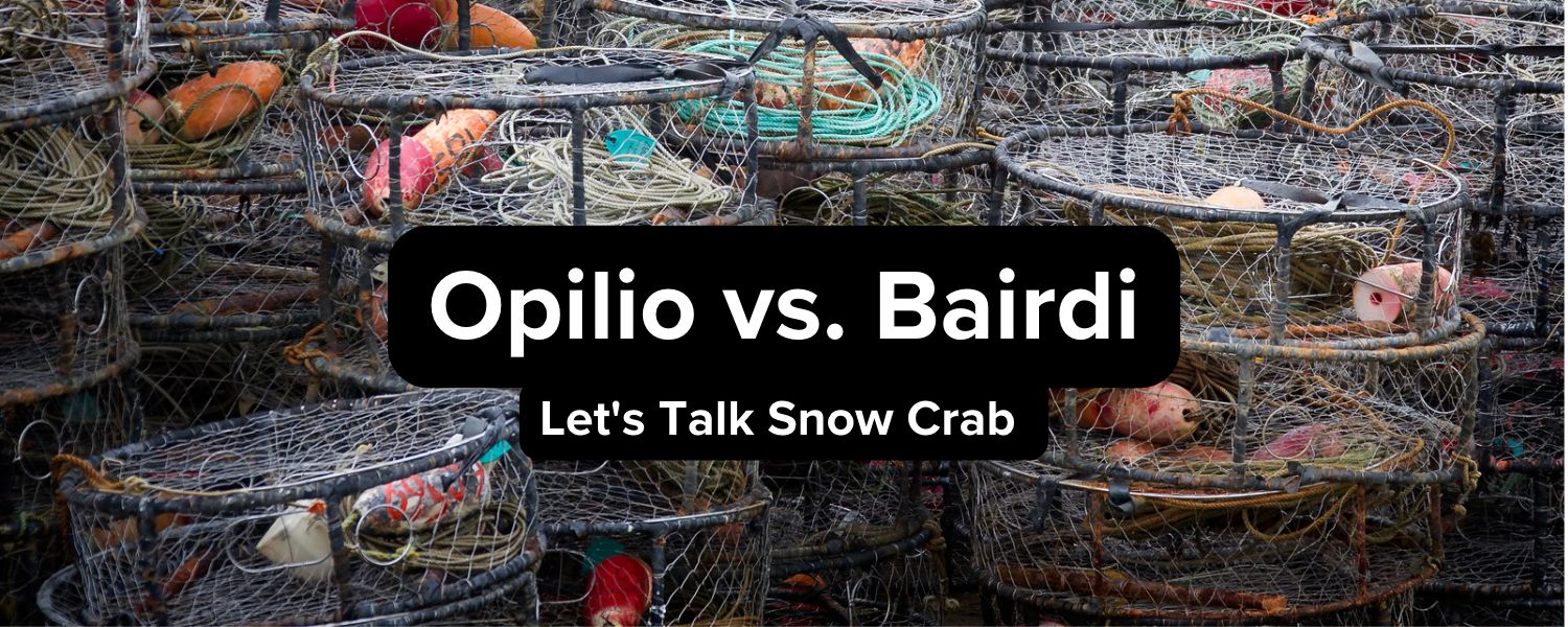 Opilio Vs. Bairdi - Lets Talk Snow Crab
