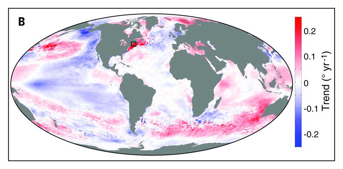 rising ocean temps Gulf of Maine